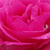 Rose - Rosiers floribunda - Tom Tom